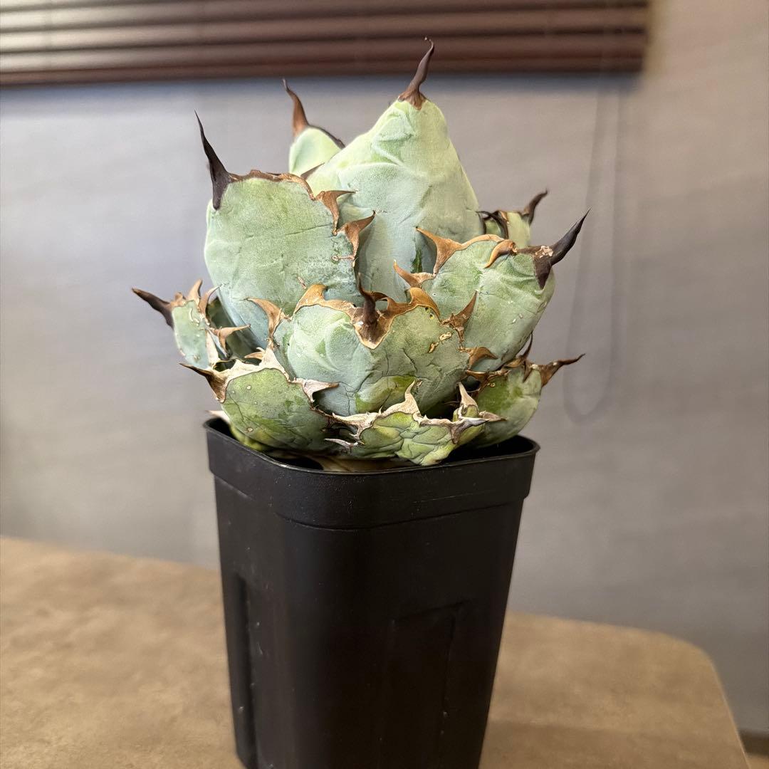 アガベ ブラックアンドブルー B&B 親株